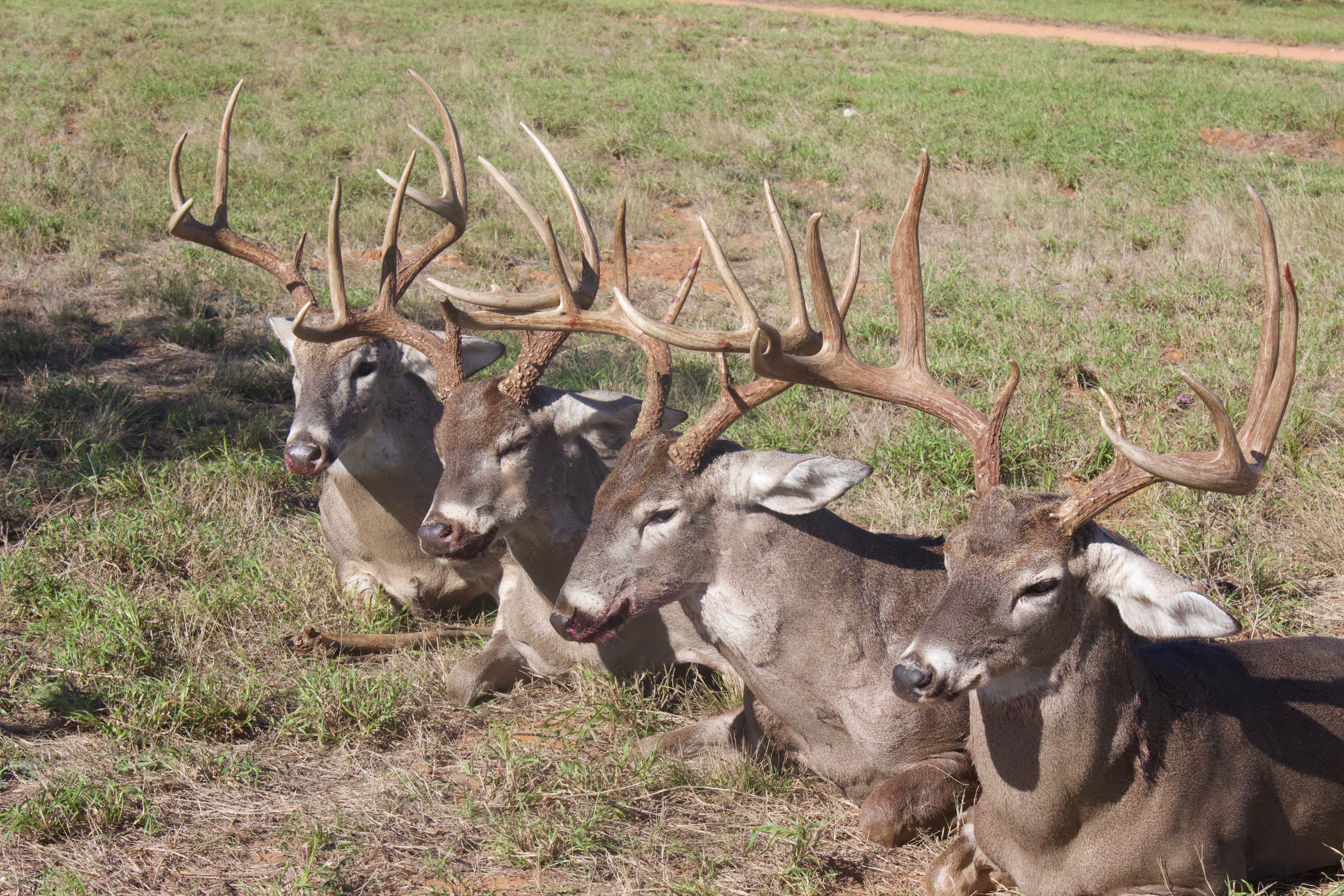 Three trophy whitetail bucks